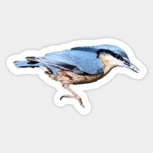 Nuthatch Sticker